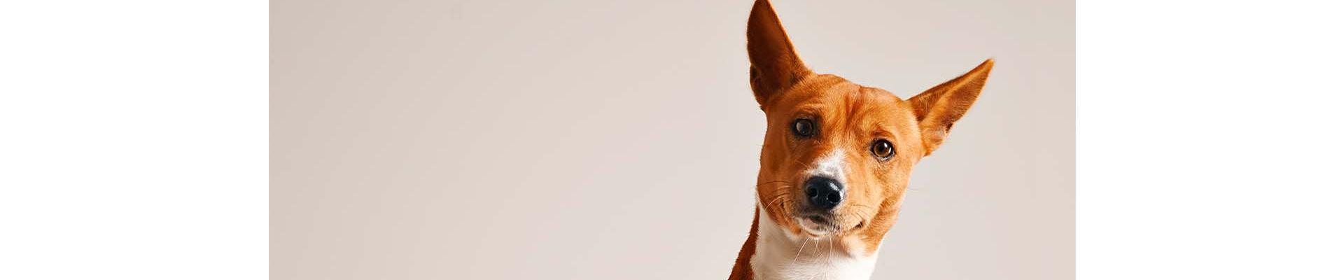 Adopta un amigo